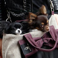 Street Style Pets!